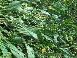 Image result for Pycreus muricatus