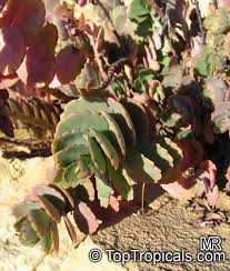 Image result for Kalanchoe brachyloba