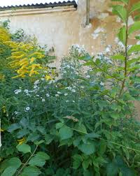 Image result for Vernonia amblyolepis