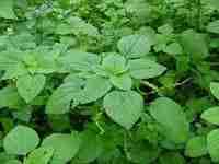 Image result for Adenostemma viscosum