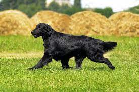 Maybe you would like to learn more about one of these? Flat Coated Retriever Dog Breed Information