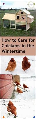 How To Care For Chickens In The Wintertime Bless My Weeds Gardening Winter Gardening Winter Gardenin In 2020 Chickens In The Winter Winter Garden Chickens Backyard
