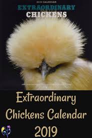 An Extraordinary Chicken Wall Calendar For 2021 Review Chickens Backyard Chicken Gifts Silkie Chickens