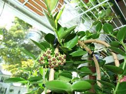 Hoya Cumingiana Small Leaf Vermont Hoyas