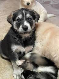 Golden Retriever Puppies For Sale Paynesville Mn 347840