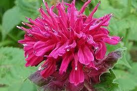 Image result for Monadenium herbaceum