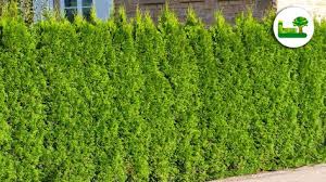 Thuja Occidentalis Smaragd Hecke Thuja Thuja Occidentalis Smaragd Und Thuja Hecke