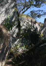 Image result for Anisopappus kirkii