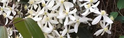 Winter hardy clematis varieties and species. Clematis