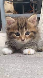 the supremes baby love in 2021 cats animals kittens