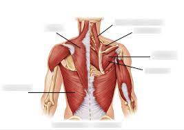 Learn how to hit all shoulder muscle groups correctly for optimal size gains! Back Shoulder Muscles Diagram Quizlet