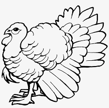 Keep little ones occupied durin. The Big Wild Turkey Coloring Pages Easy Wild Turkey Drawings Png Image Transparent Png Free Download On Seekpng