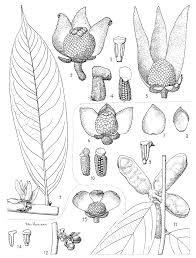 Image result for Polyceratocarpus