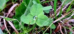 Image result for Trifolium semipilosum