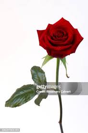Image result for Rosa sp.