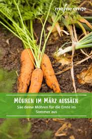 Fur Eine Fruhe Mohrenernte Kannst Du Schon Im Marz Mit Dem Aussaen Anfangen Sae Die Mohren Direkt Ins Freiland Tipps Zur Aussaat Und In 2020 Ernte Mohren Gartentipps