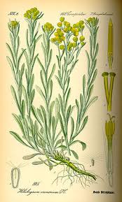 Image result for Helichrysum aureum
