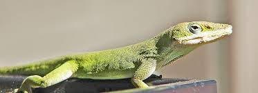 Anole Care Sheet Supplies Petsmart