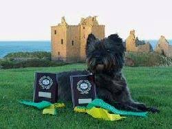 Scottish Terrier Breeds Agility League