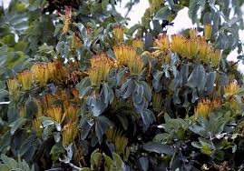 Image result for Tapinanthus quequensis