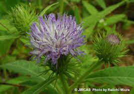 Image result for Vernonia galpinii
