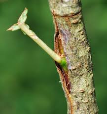 Résultat de recherche d'images pour "cleft grafting Peter"