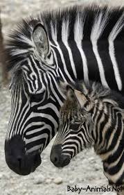 Baby Zebra Cute Baby Animals Baby Zebra Zebras