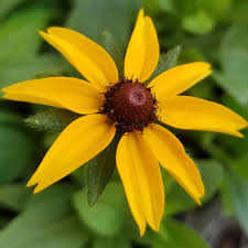 Image result for Rothia hirsuta