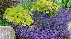 Image result for lobelia combine composition