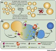 Check spelling or type a new query. Lysosome Fission Planning For An Exit Sciencedirect