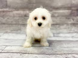 They are kenneled when we are. Havanese Puppies Petland Chillicothe