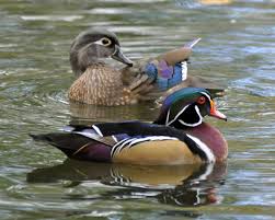 Male And Female Wood Ducks By Christy Rhoads Wood Ducks Beautiful Birds Animals
