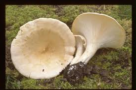 Image result for Clitocybe multiceps