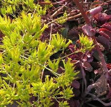 Image result for Kalanchoe sexangularis