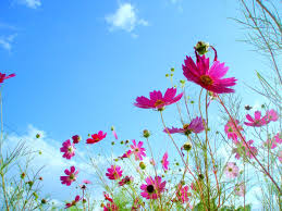 On a computer it is usually for the desktop, while on a mobile phone it. Beautiful Flowers Beautiful Flowers In Sky Background Beautiful Flowers Sky Background Butterfly Background