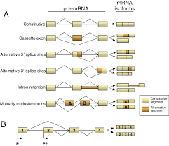 Alternative splicing helps to explain how limited numbers of genes can encode organisms of staggering complexity. A Different Modes Of Alternative Splicing B Alternative Promoters Download Scientific Diagram