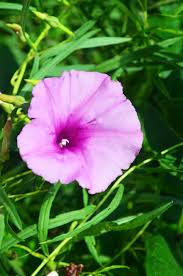 Image result for Ipomoea blepharophylla