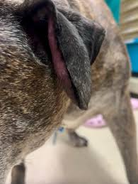 Image result for abscess dog's ear flap