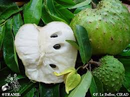 Image result for Annona muricata