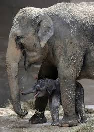 Outlook Office Skype Bing Breaking News And Latest Videos Elephant Animals Beautiful Elephants Photos