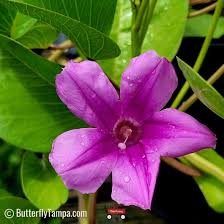 Image result for Ipomoea pes-caprae