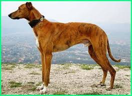 .pilih bingkai gambar dengan anjing untuk menambah rasa persahabatan yang lebih kepada gambar anda. 10 Jenis Anjing Pemburu Terbaik Di Dunia Paling Hebat Di Kelasnya Dunia Fauna Hewan Binatang Tumbuhan Anjing Pemburu Anjing Pelatihan Anjing