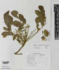 Image result for Samanea leptophylla