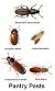 Cigarette Beetles