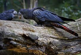 We did not find results for: Royalty Free Photo Black Bird Giving Its Food To Another Bird Pickpik