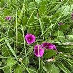 Image result for Ipomoea rubens