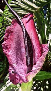Dracunculus Vulgaris Native To The Eastern Mediterranean The Dragon Lily Is The Most Impressive Of All The Eu Strange Flowers Unusual Flowers Unique Plants