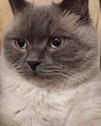Cat Cats Catstagram Funny Cats Cute Cat Drawing Cats
