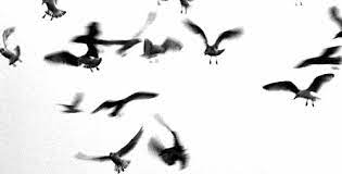 Tweet Tweet Birds Flying Portrait Background Bird Gif