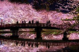tweetdeck 風景 美しい風景 夜桜